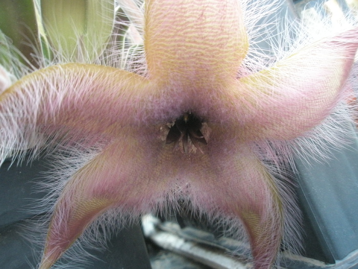 Stapelia grandiflora - grandiflora