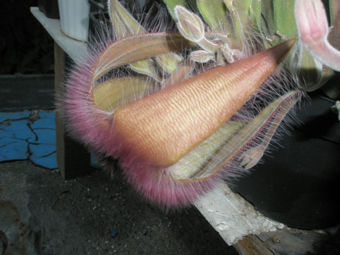 Stapelia grandiflora - grandiflora