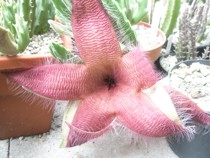 Stapelia grandiflora; Colectia Andre
