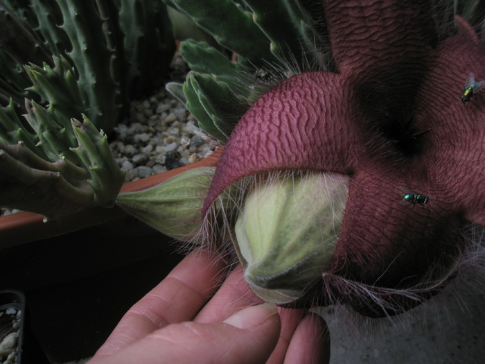 Stapelia grandiflora - floare si boboci - grandiflora