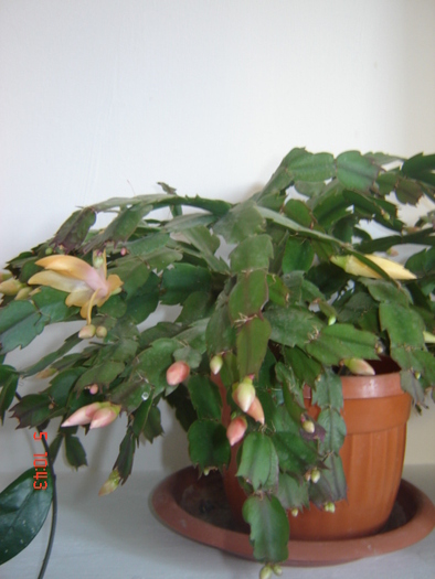 schlumbergera - cactus de craciun