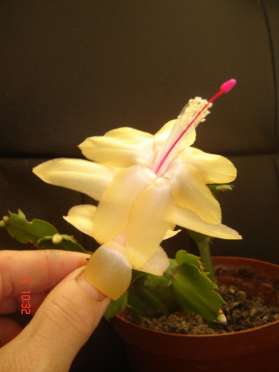 schlumbergera galbena