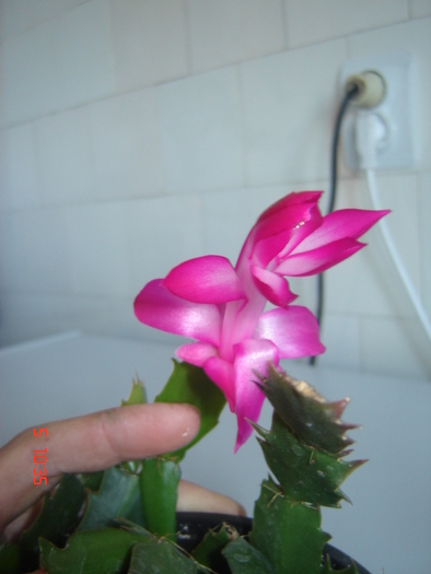 schlumbergera ticlam cu putin alb