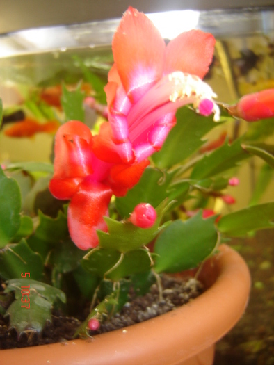 schlumbergera rosie - cactus de craciun
