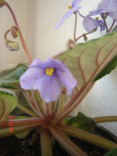 Peroni 081 - violete 2011
