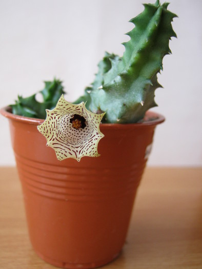Huernia namaquensis - Asclepiadaceae
