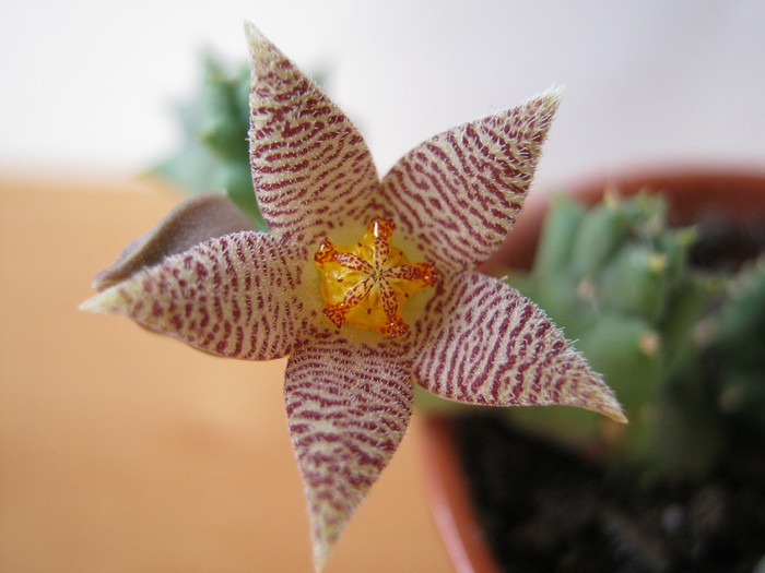 Piaranthus barrydalensis (2) - Asclepiadaceae