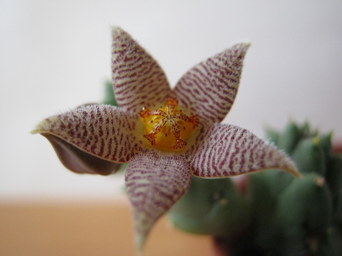 Piaranthus barrydalensis (5) - Asclepiadaceae