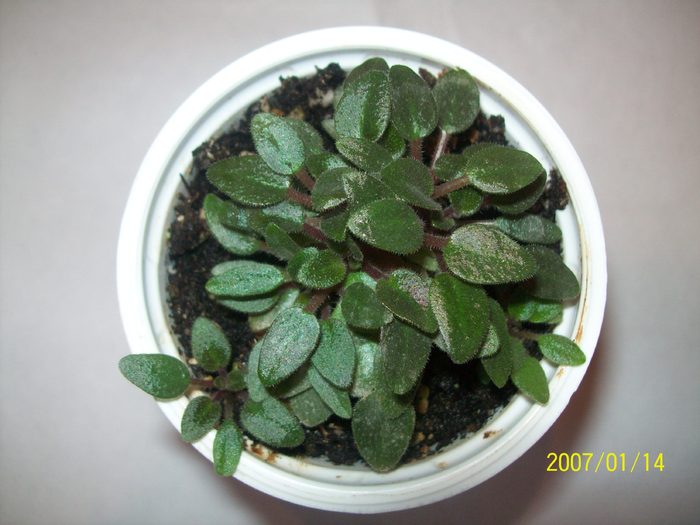 Skagit Toy Nugget - AFRICAN VIOLETS