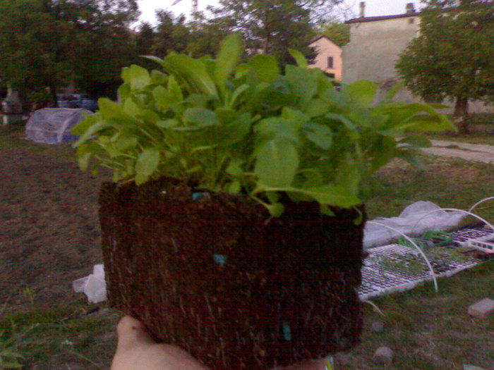 Rucola - 25 mai - Gradina la Rimini 2010
