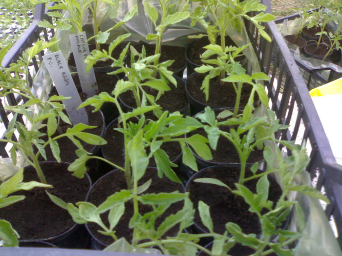 Rosii Black Krim si Cherokee Purple - Gradina la Rimini 2010