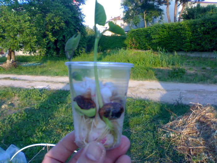 Fasole Scarlet incoltita - Gradina la Rimini 2010