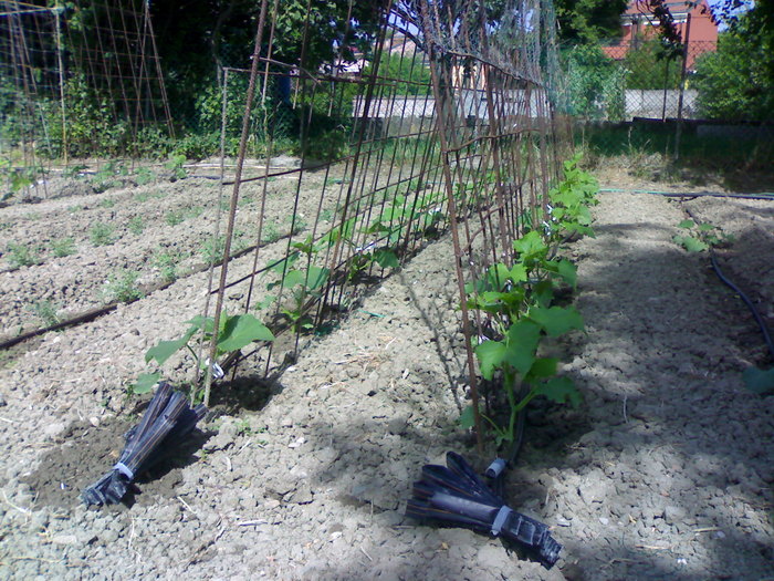 Castraveti irigati cu picatura - Gradina la Rimini 2010