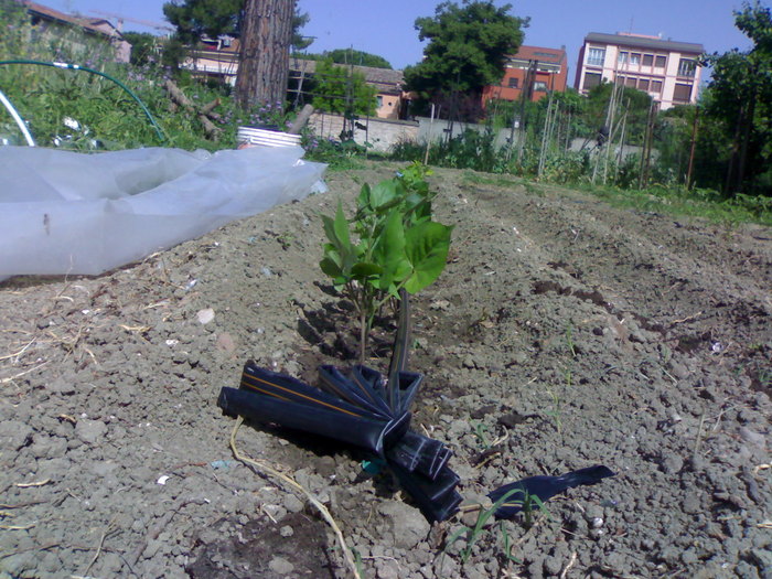Fasole in lung de brazda - Gradina la Rimini 2010
