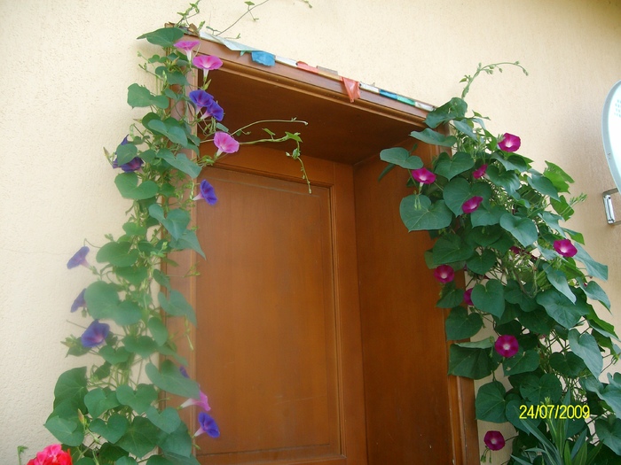 SANY4571 - gradina si flori