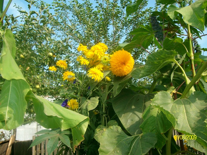 SANY4816 - gradina si flori