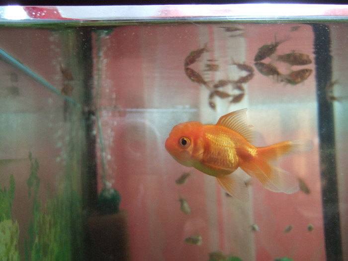 07.11.10 oranda - iazul crapi koi si carasii 2011