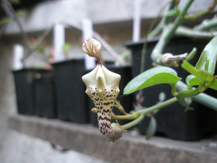 Ceropegia distincta; Colectia Andre
