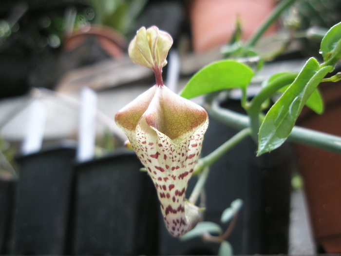 Ceropegia disticta; Colectia Andre
