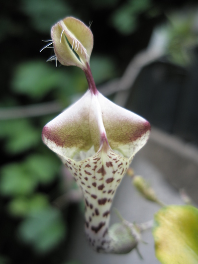 Ceropegia distincta; Colectia Andre
