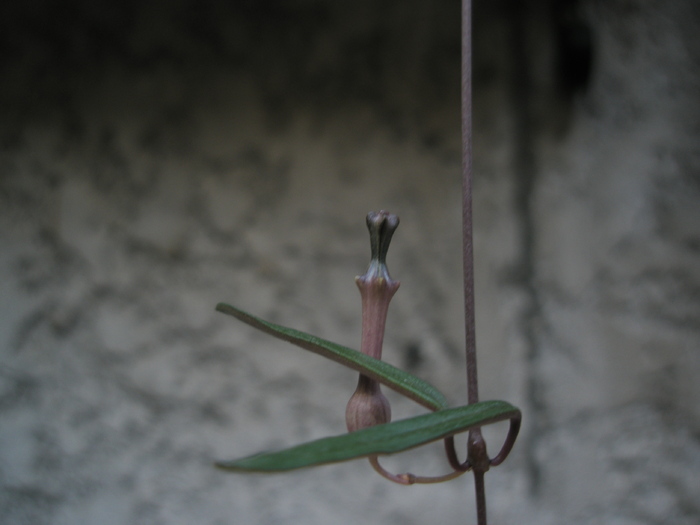 Ceropegia linearis debilis; Colectia Andre   Provenienta: Gino
