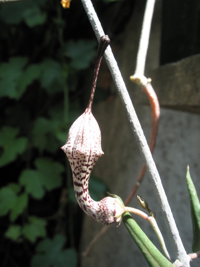 Ceropegia verrucosa - floare nedeschisa; Colectia Andre
