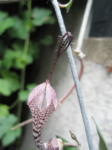 Ceropegia verrucosa; Colectia Andre
