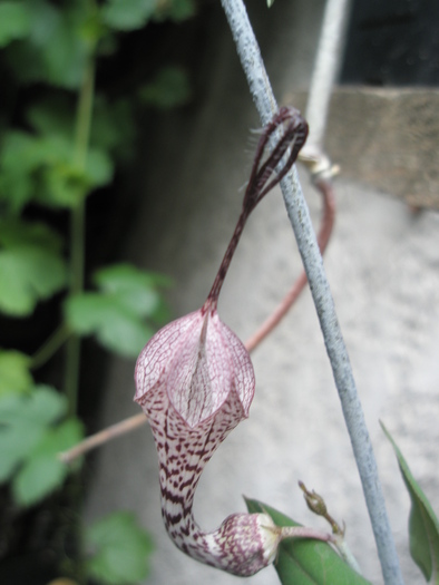 Ceropegia verrucosa - floare, boboc si trunchi; Colectia Andre
