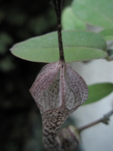 Ceropegia verrucosa - verrucosa