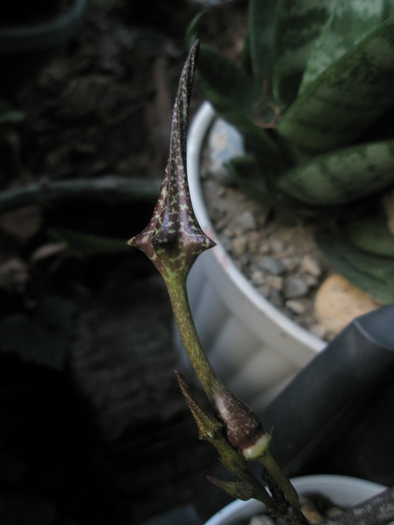 Ceropegia stapeliformis - boboc; Colectia Andre
