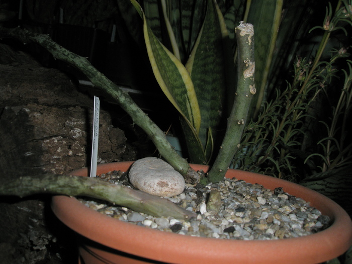  - stapeliformis