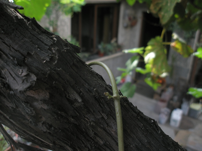 varf incolacit de Ceropegia; Colectia Andre
