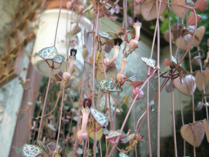 Ceropegia woodii; Colectia Andre
