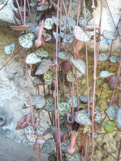  - Ceropegia woodii