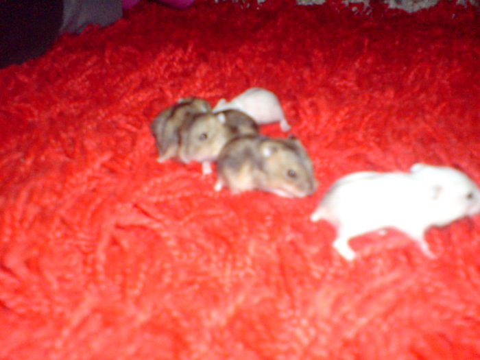 DSC01074 - hamsterii pitici de iarna
