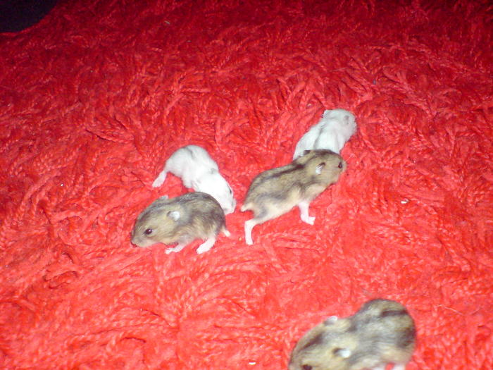 DSC01073 - hamsterii pitici de iarna