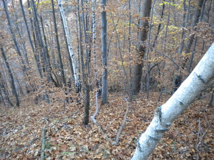 NARATU 30.10.2010 (22); O PADURE FOARTE ABRUPTA
