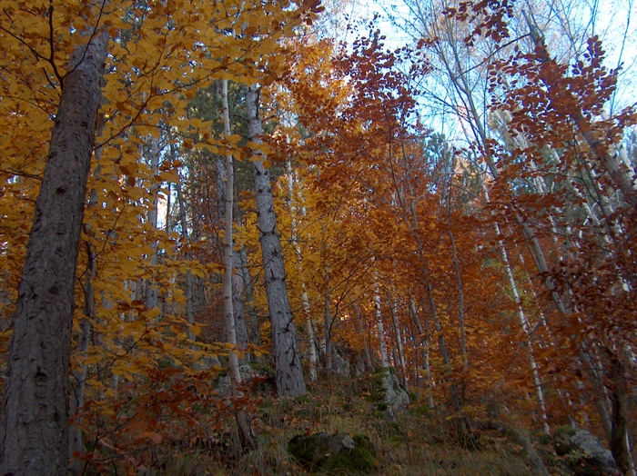 HPIM8663 - MUNTELE NARATU- VALCEA 30-10-2010