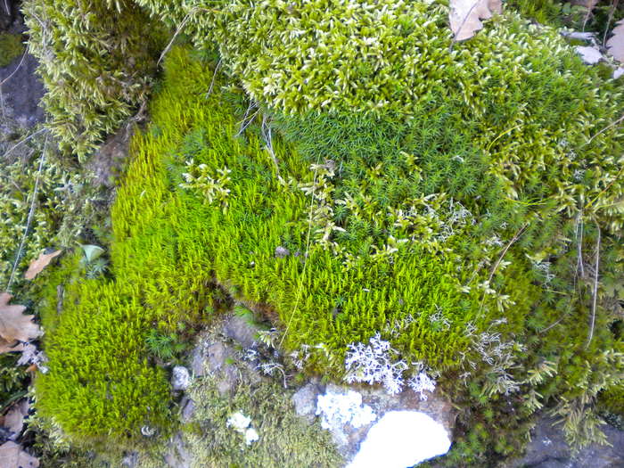 GROTA ZMEILOR 24.10.2010 299