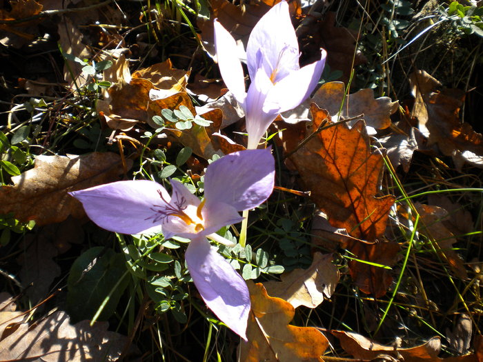 GROTA ZMEILOR 24.10.2010 310