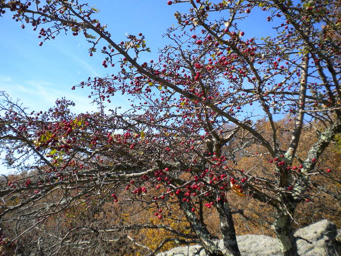 GROTA ZMEILOR 24.10.2010 314; PADUCEL
