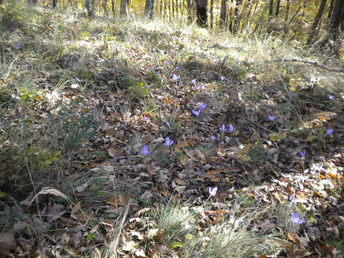 GROTA ZMEILOR 24.10.2010 328