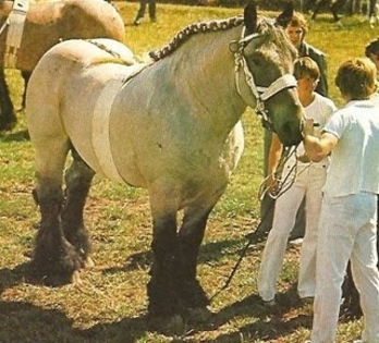 Caballo de tiro holandes[1]