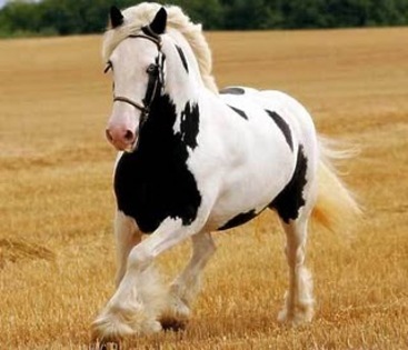 caballo[1]