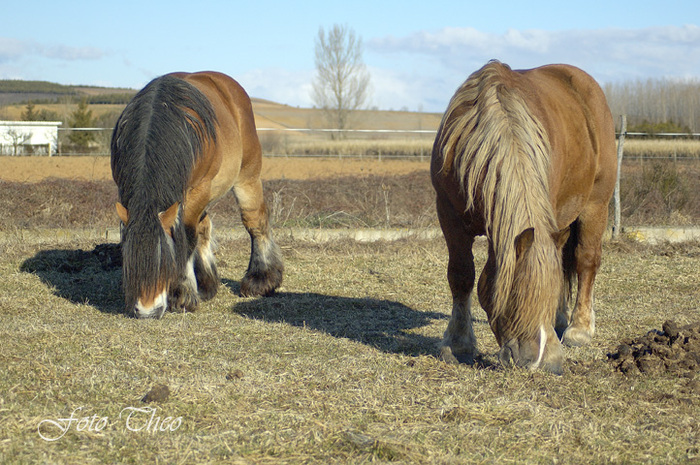 caballos-percherones-02[1]