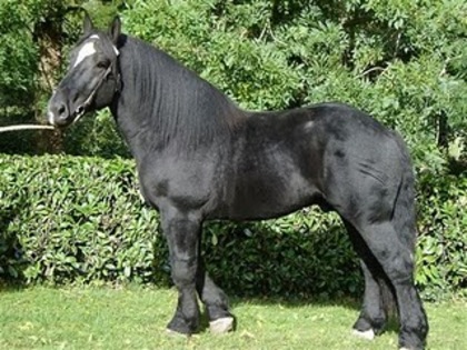 percheron2[1]