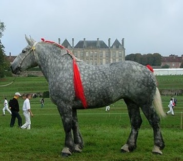 percheron11[1] - Cai grei si semigrei
