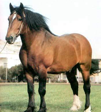 Vladimir[1]