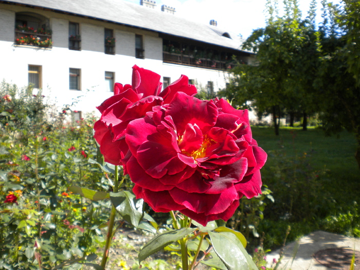BUCOVINA 15.09.2010 (166)