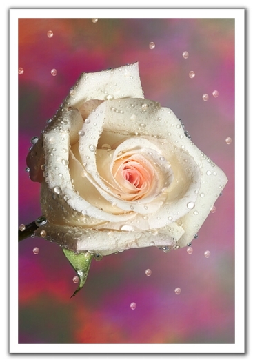0502221844311wet_rose